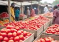 Ghana grows tomatoes – So why does Ghana keep importing them?