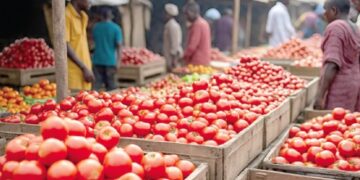 Ghana grows tomatoes – So why does Ghana keep importing them?