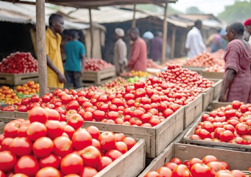 Ghana grows tomatoes – So why does Ghana keep importing them?