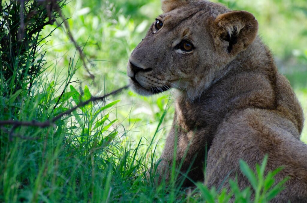 lion