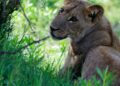lion