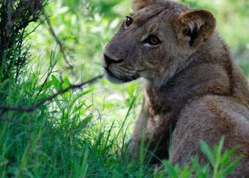 lion