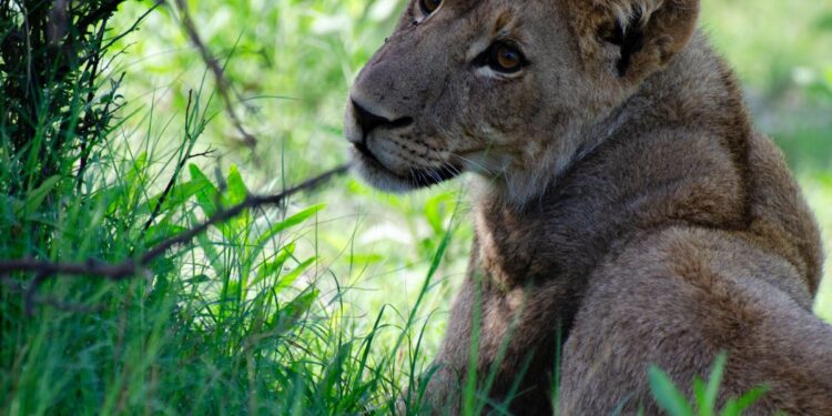 lion