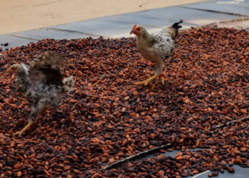 Ghana cocoa buyers divert funds to purchase smuggled beans, regulator says | Reuters