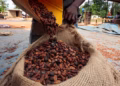 Ivory Coast cocoa traceability rates fail to improve as EU anti-deforestation law looms