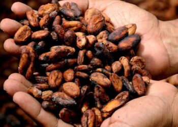 Cocoa Prices Jump on a Weak Outlook for the West African Cocoa Crop