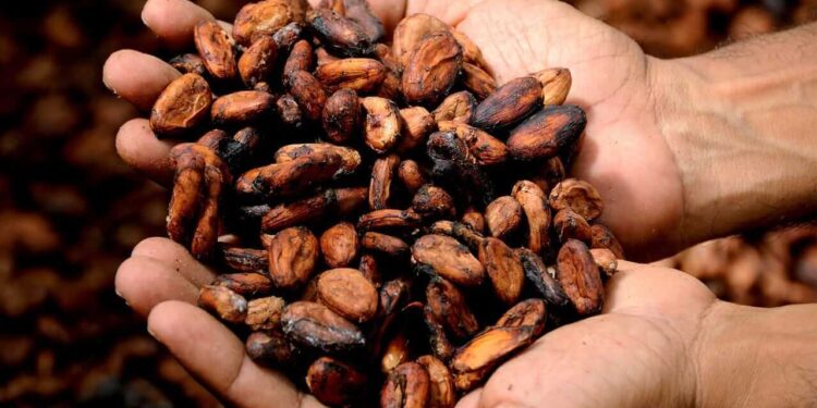 Cocoa Prices Jump on a Weak Outlook for the West African Cocoa Crop