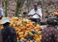 Ghana turns to local investors for $1billion cocoa funding amid mounting debt pressure