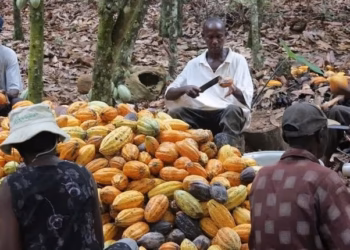 Ghana turns to local investors for $1billion cocoa funding amid mounting debt pressure