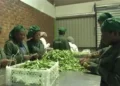 Freight costs threaten Zimbabwe farmers’ livelihoods as Iran war disrupts exports