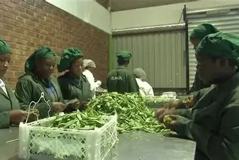Freight costs threaten Zimbabwe farmers’ livelihoods as Iran war disrupts exports
