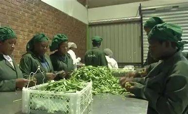Freight costs threaten Zimbabwe farmers’ livelihoods as Iran war disrupts exports