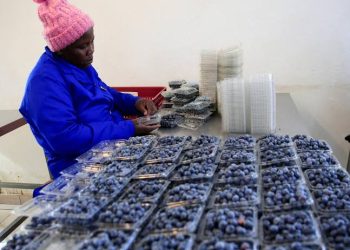 Zimbabwe exports first blueberry consignment to China under zero-tariff policy