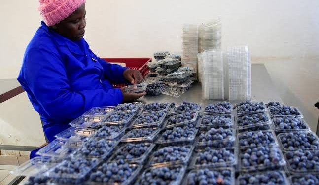 Zimbabwe exports first blueberry consignment to China under zero-tariff policy