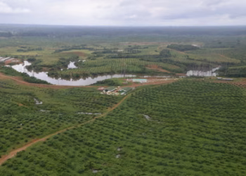 How Rwandan investors plan to use farmland in Gabon