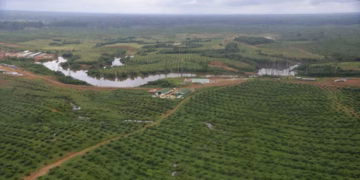 How Rwandan investors plan to use farmland in Gabon